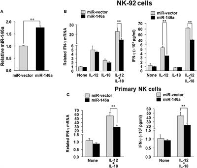 Regulation of Human Natural Killer Cell IFN-γ Production by MicroRNA-146a via Targeting the NF-κB Signaling Pathway